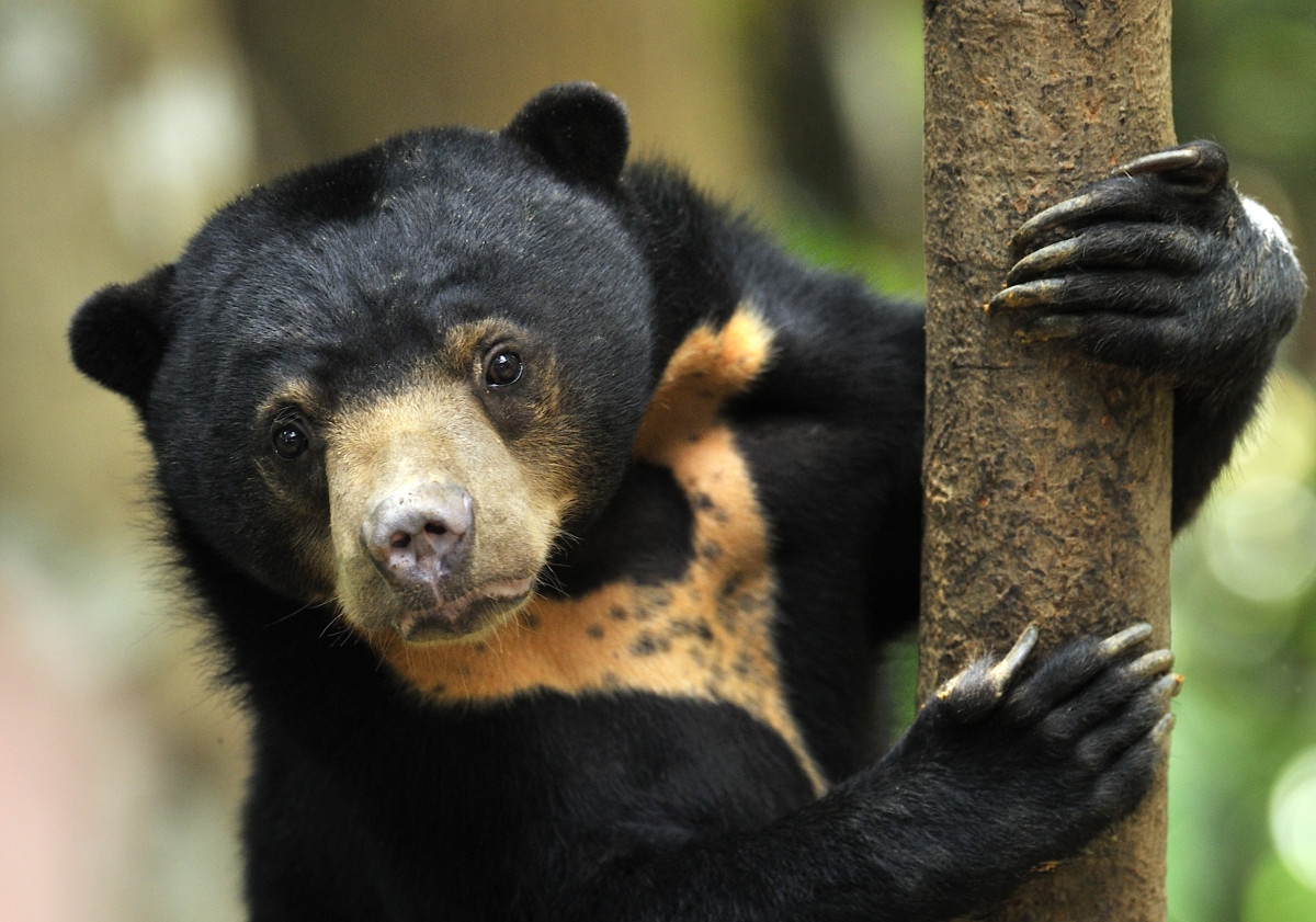 Chinese Zoo Pushes Back on Claims of Fake Bears in Exhibit - Men's Journal