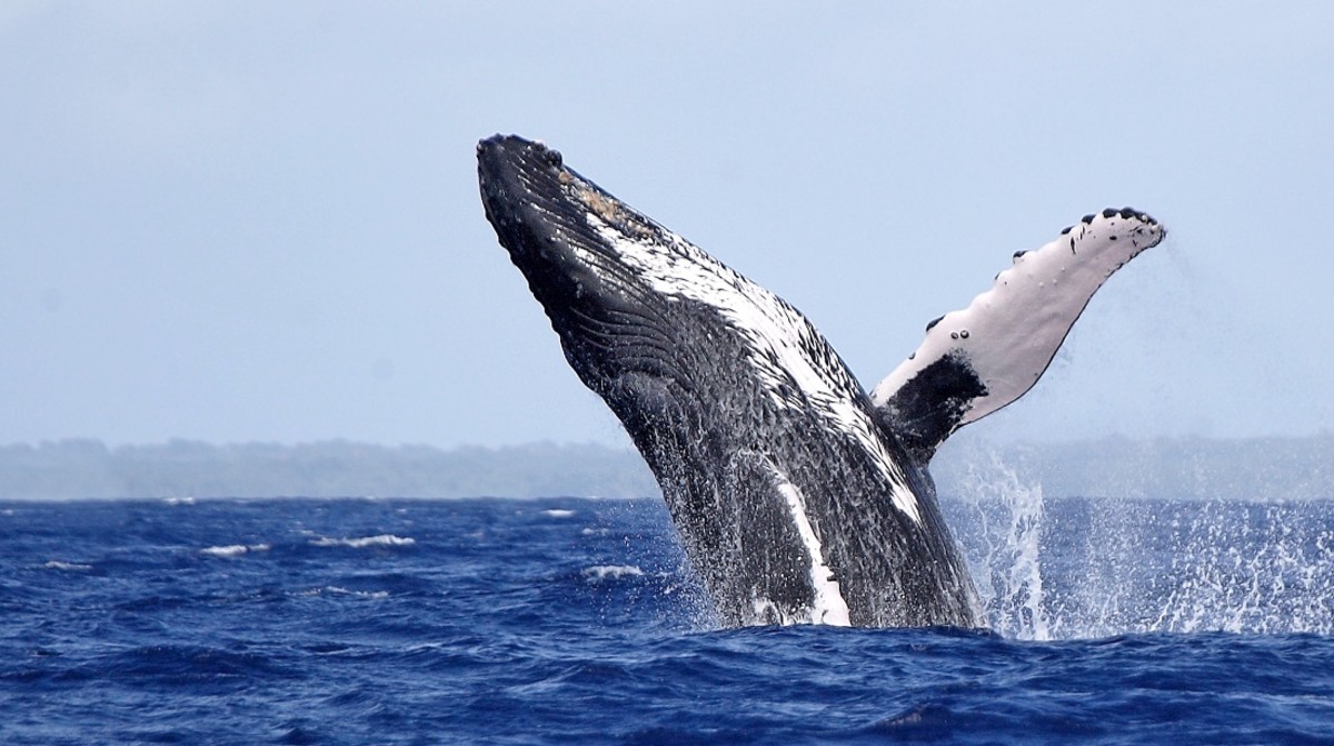 Three Humpback Whales Perform Synchronized Jump Off Cape Cod - Men's ...