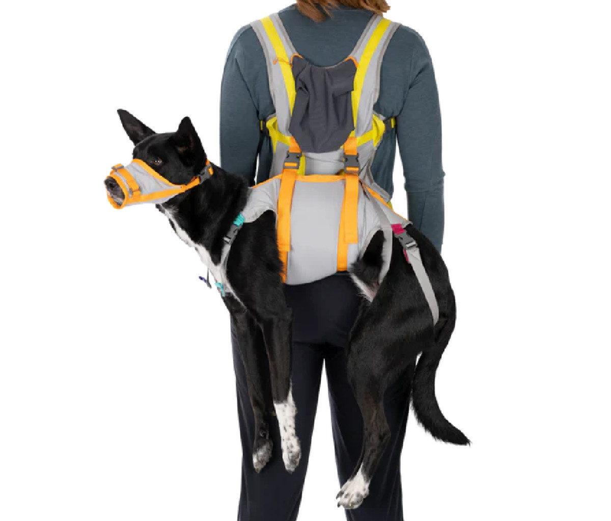 https://www.mensjournal.com/.image/t_share/MTk5OTg5NjY4MjcwMzg0NTA0/back-track-dog-evacuation-kit.jpg