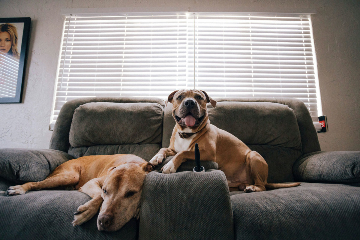 How to Wash Pet Odors from Your Furniture Men s Journal Home Living Handbook