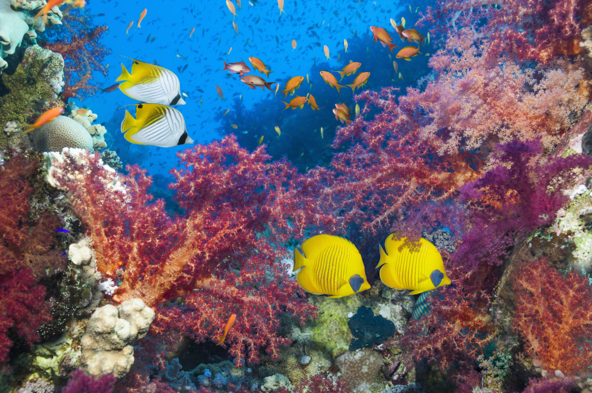 Study Finds Coral Reefs Thrive on Certain Sounds From Underwater ...