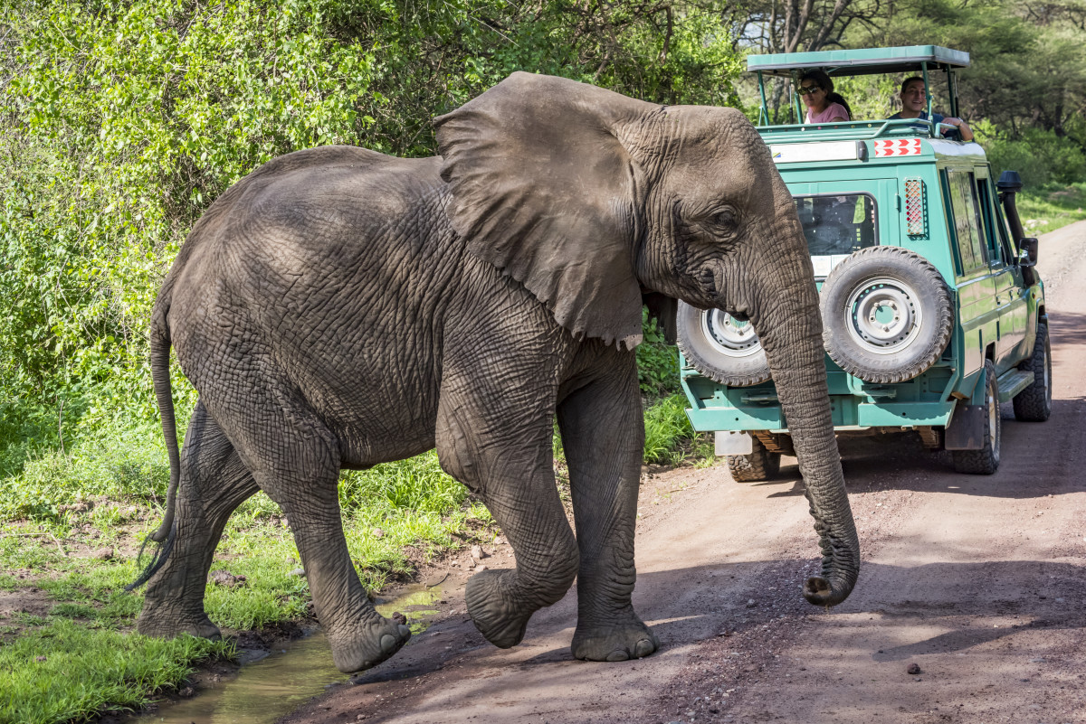 African Elephant Lifts Up Safari Truck in Dramatic Video, Terrorizing Tourists Men