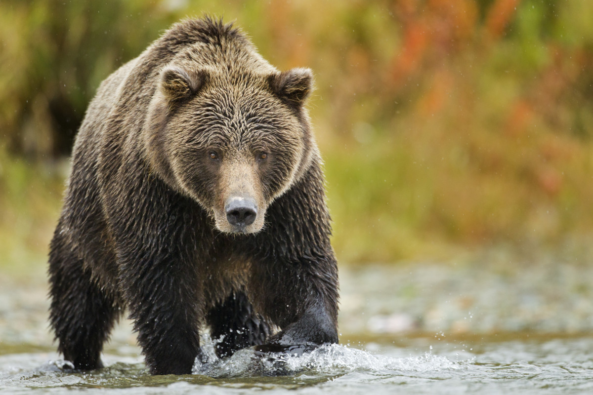 Grizzly Bears Might Be Returning to North Cascades National Park - Men