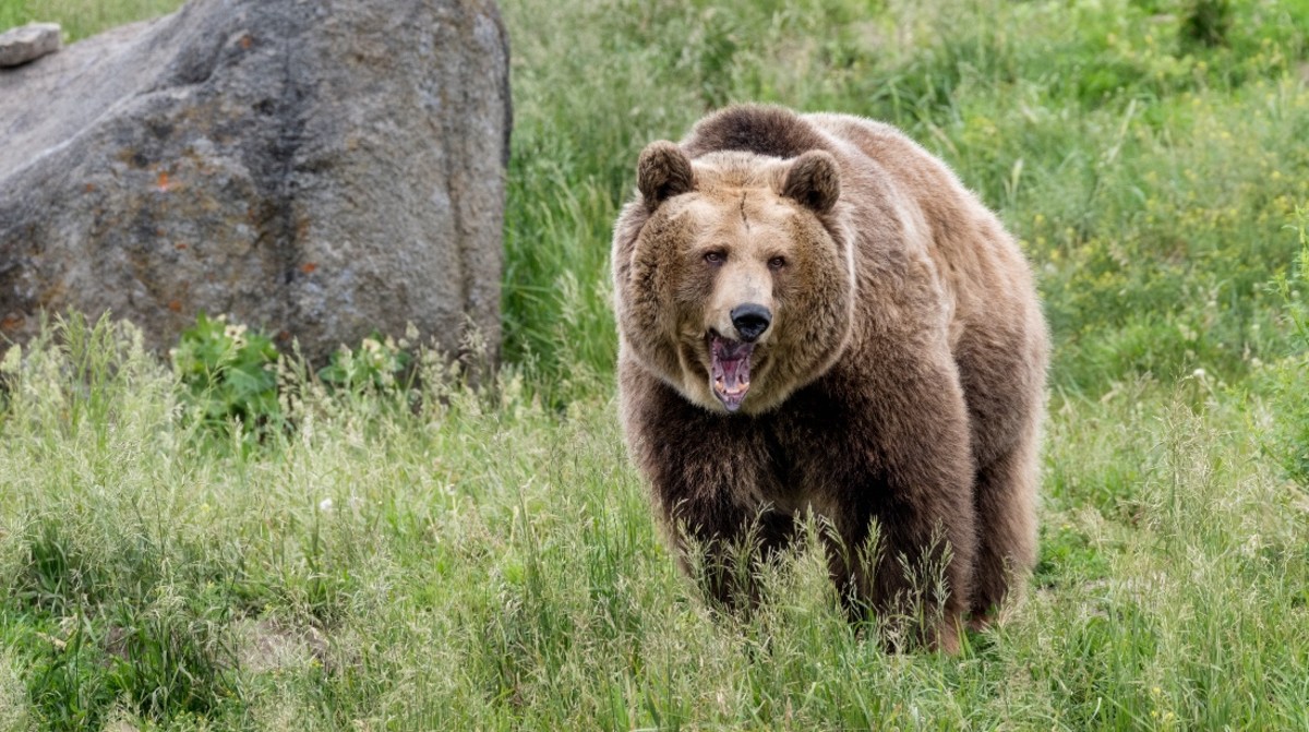 Seasoned Hiker Dies After Bear Pushes Him Into Ravine