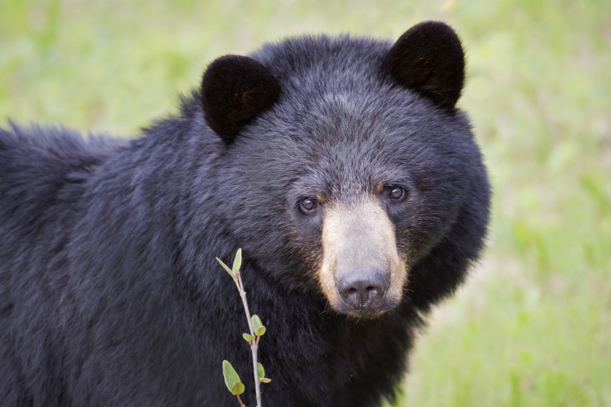 Black Bear Invades Anakeesta Adventure Park Concession Stand Men's