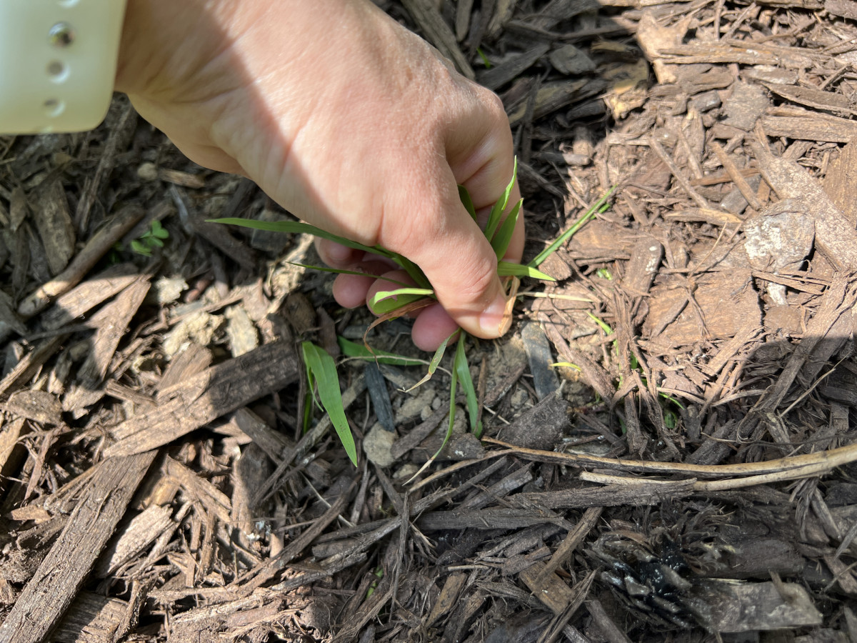 How to Treat Lawn Weeds Before Winter, and Why Men