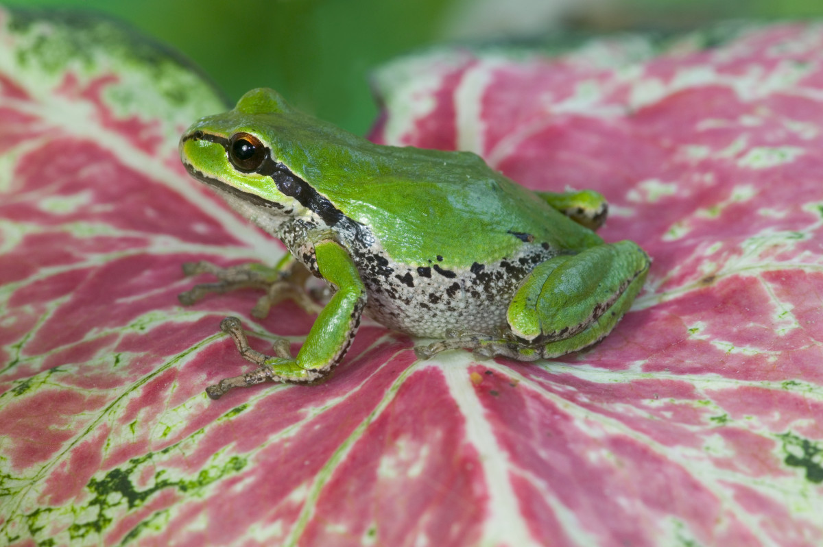 Frog in StoreBought Spinach Surprises Michigan Woman Men's Journal
