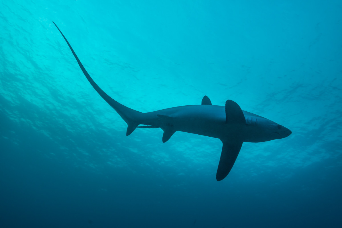 Rare Thresher Shark Caught in Photos Off the Coast of Wales - Men's Journal