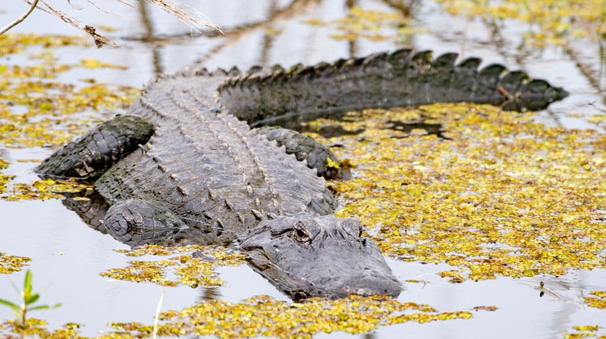 record-breaking-800-pound-alligator-caught-in-mississippi-men-s-journal