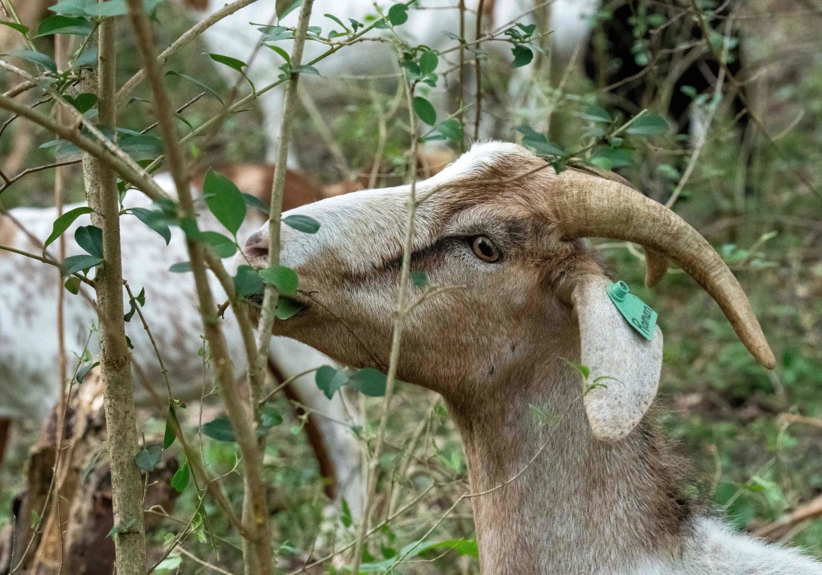 Video Shows Goats Eating Poison Ivy, Shocking Texas Hikers Men's Journal