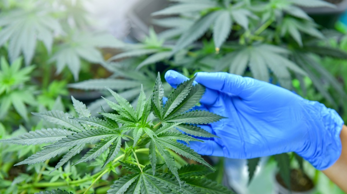 feds-recommends-marijuana-classification-move-to-schedule-iii-men-s