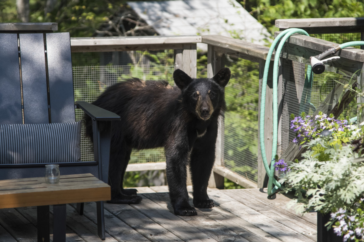 3Legged Florida Bear Breaks Into House and Drinks White Claws Men's