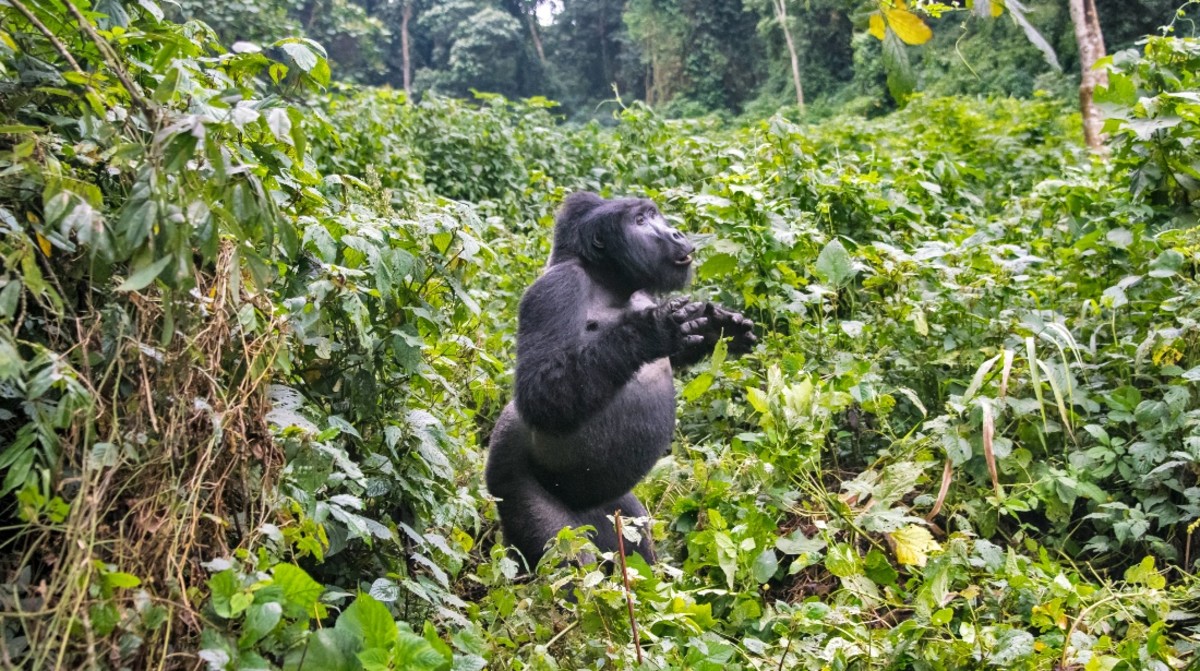 Amazing Video Shows What Gorilla Beating Chest Actually Sounds Like