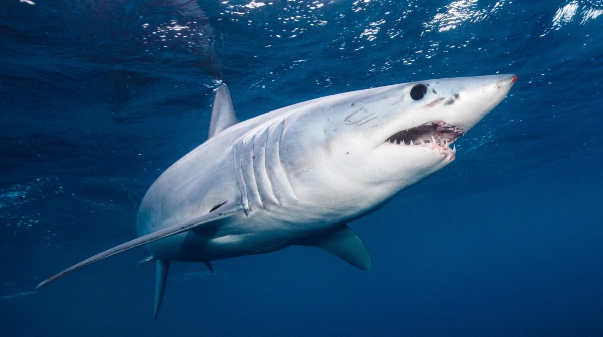 Florida Mako Shark Rescue Caught on Video at Pensacola Beach Men's Journal