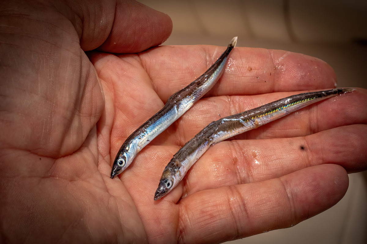 Fly Fishing: Successful Strategies for Catching Striped Bass on Saltwater  Flats - Men's Journal