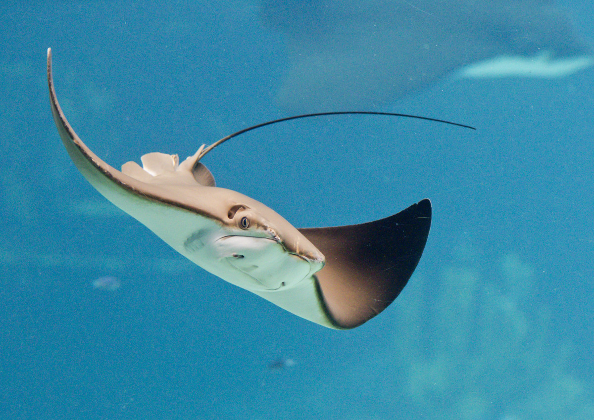 Stingray