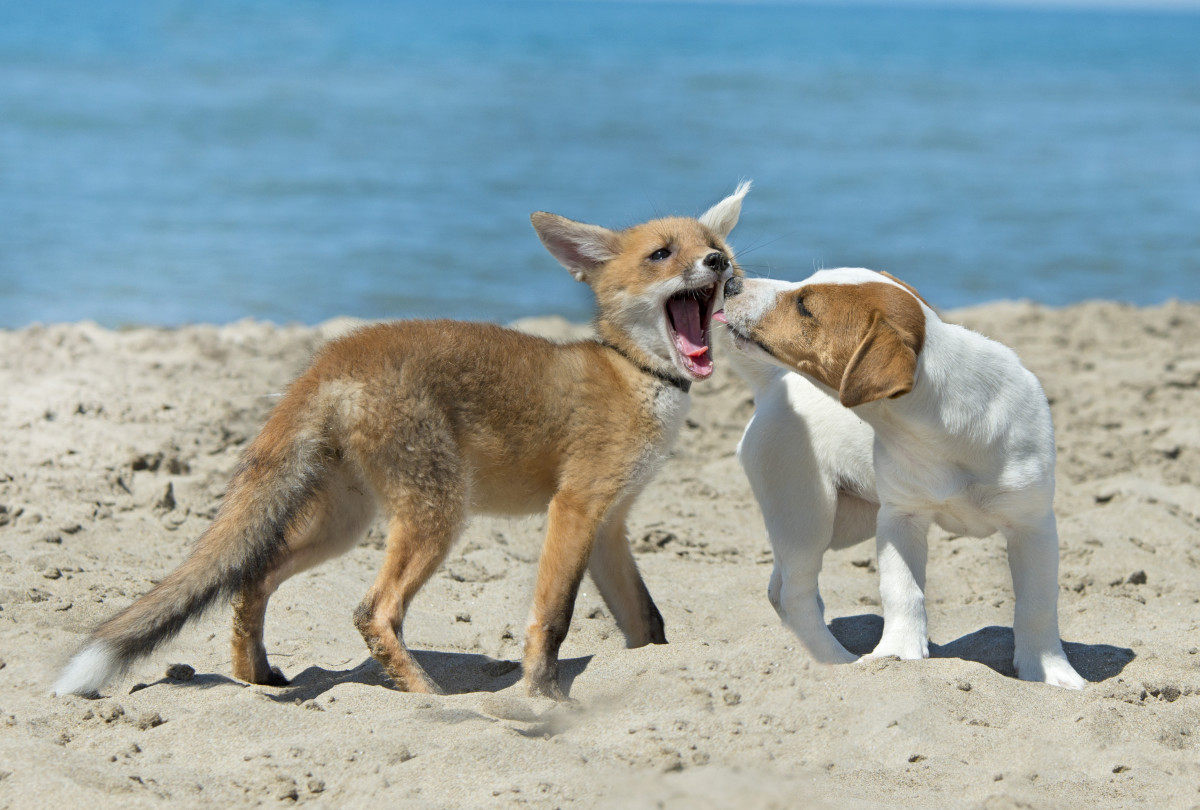 First Dog-Fox Hybrid Has Some Scientists Worried
