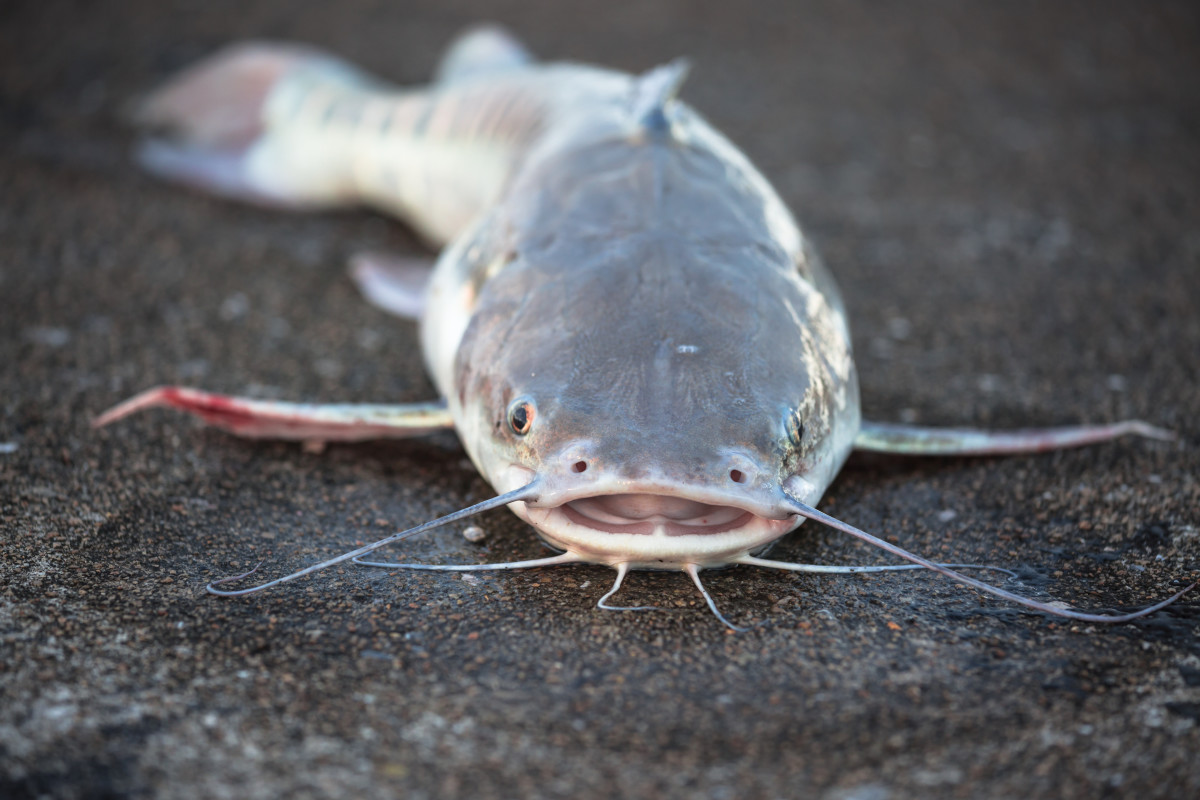 'Zombie Catfish' Are Being Found in U.S. Waterways, Pointing to a