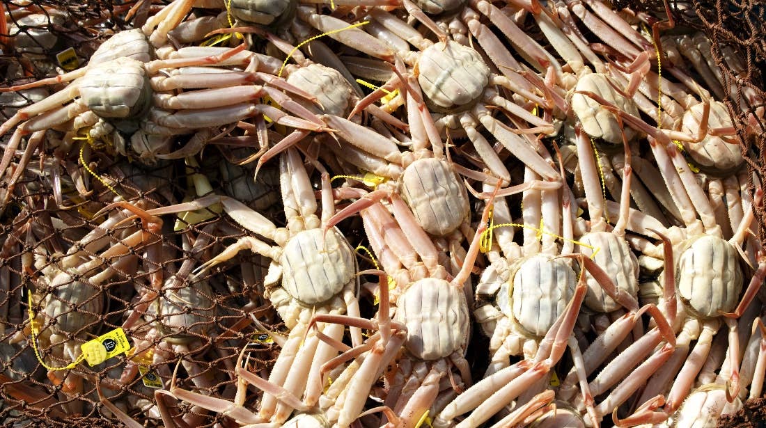 Scientists Solve the Mystery of Vanishing Alaskan Snow Crabs Men's
