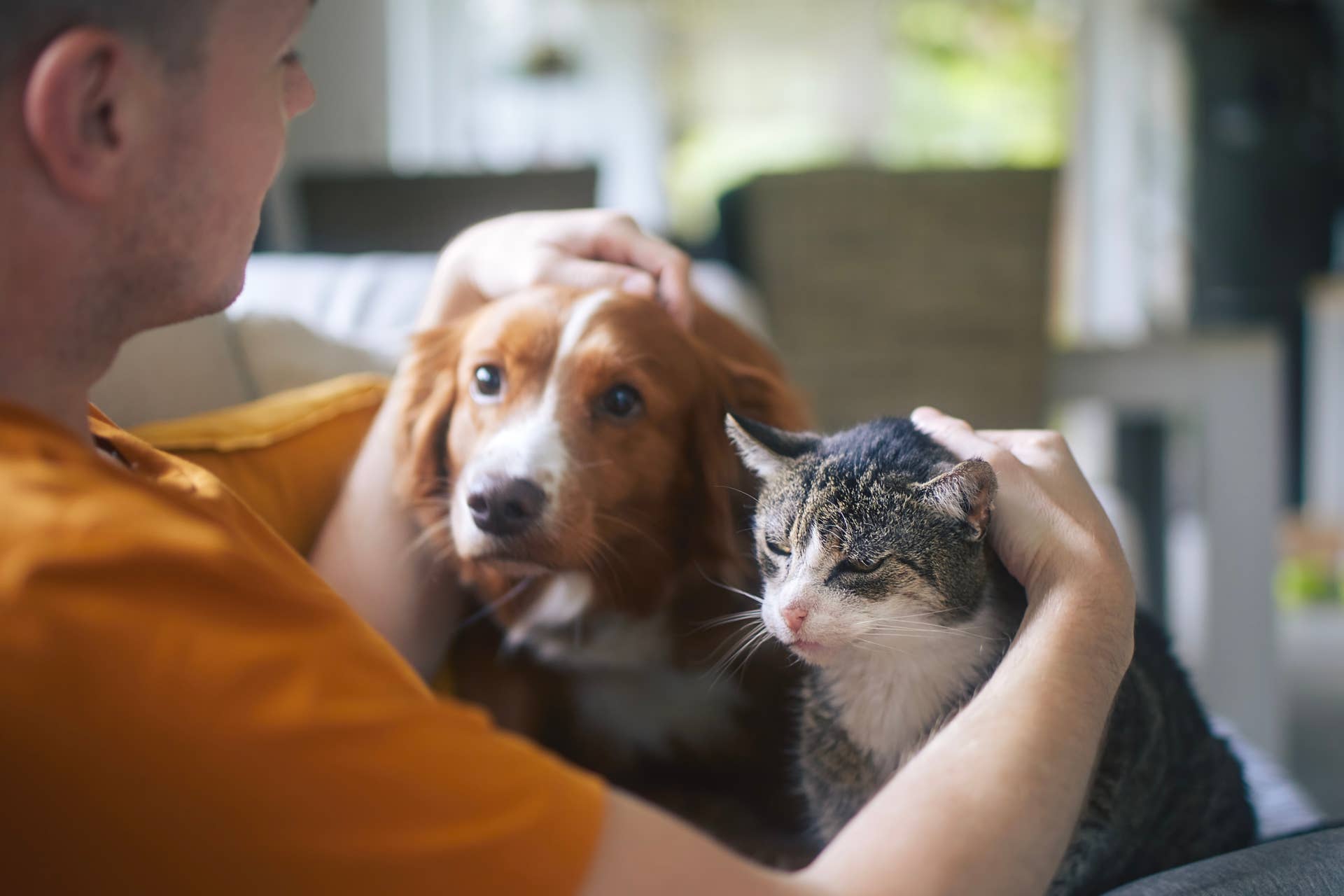 Study Finds Pet Owners Have More Attachment to Dogs Over Cats - Men's