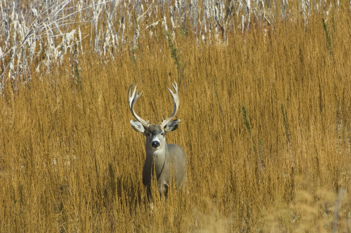 Mule Deer in Yellowstone National Park Dies of Rare ‘Zombie’ Wasting Disease
