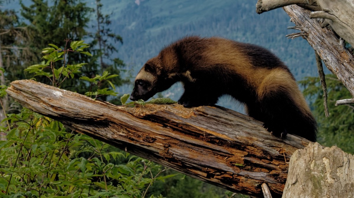 Wolverines Now Listed as 'Threatened' Under the Endangered Species Act