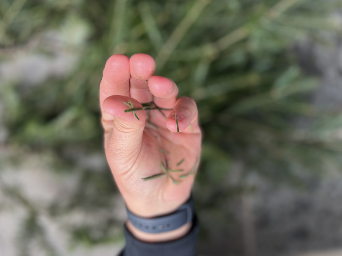 How to clean pine tree sap from skin carpets and upholstery men s