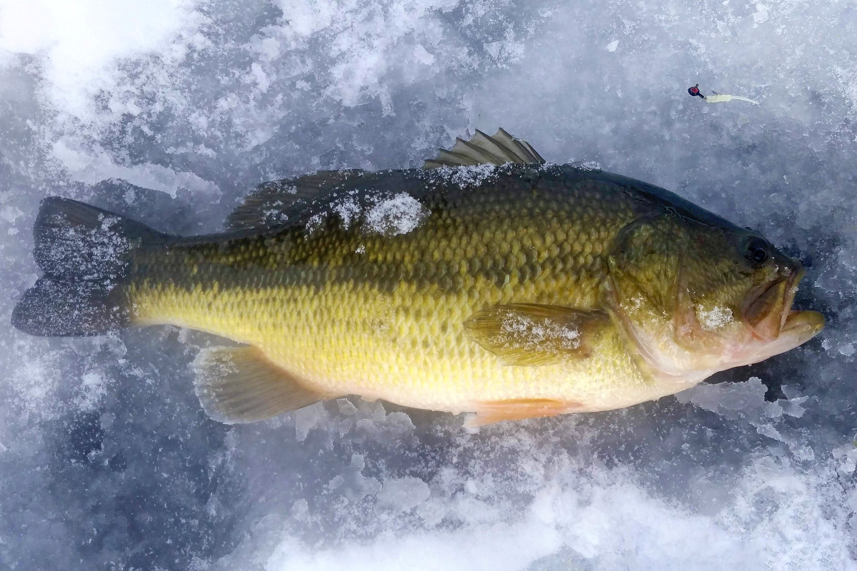 How to Catch Largemouth Bass on the Ice this Winter