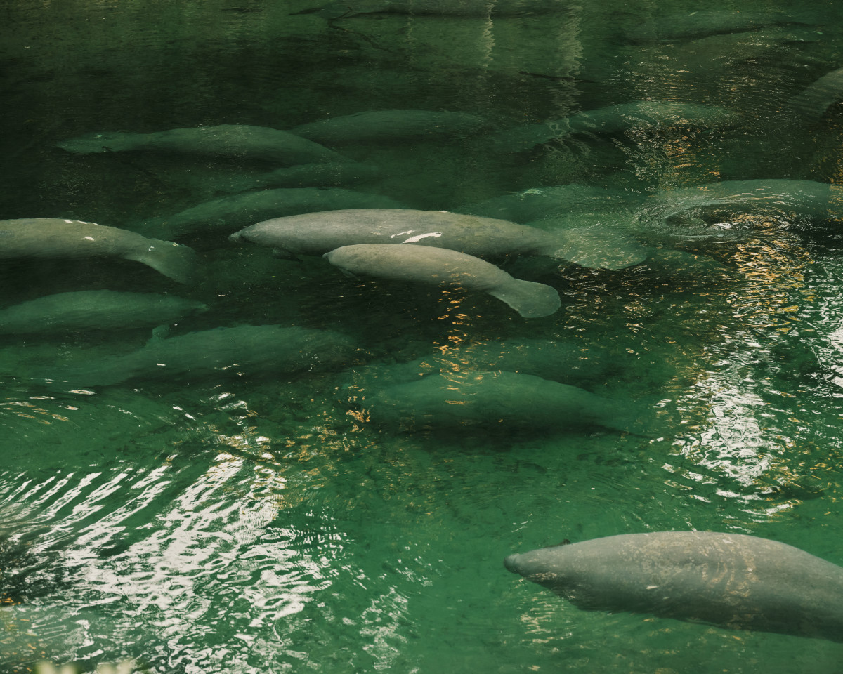 'RecordBreaking' Number of Threatened Manatees Counted at Florida's