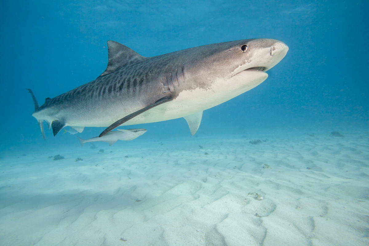 Shark Attack Happens on Major U.S. Beach