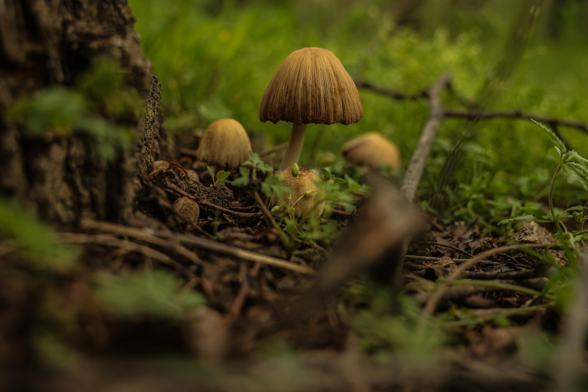 Scientists Warn of Fatal Fungus Similar to 'The Last of Us' Disease