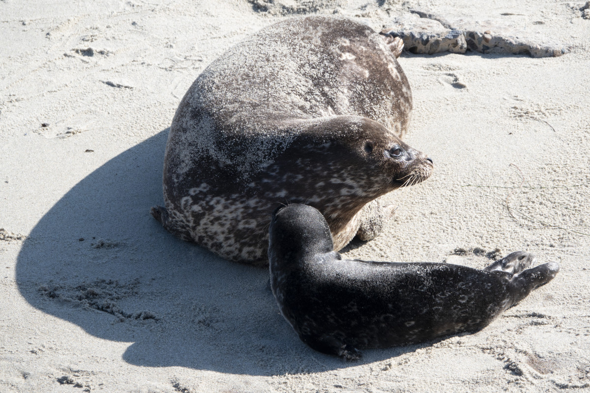 Authorities Searching for Man Who Stabbed Baby Seal