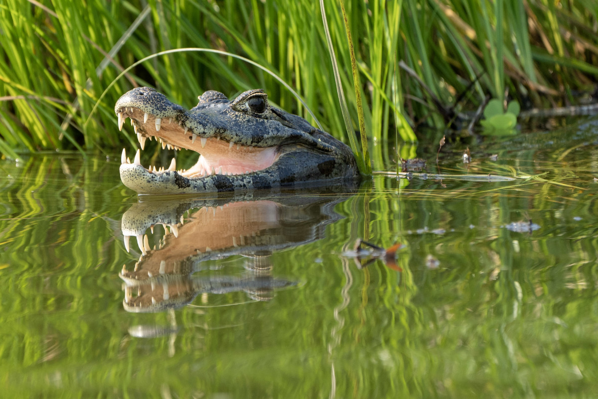 Man Saves Woman From Losing Arm - Alligator In The Wild