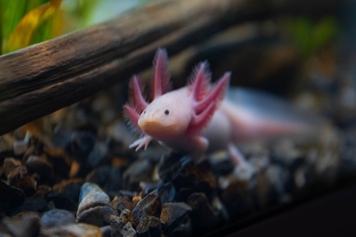 ,  - 2 :  (Ambystoma mexicanum)              , , 2  2024 .   ,      ,   ,     (Ambystoma mexicanum),              ,     ,     ,       .        . (  /Anadolu  Getty Images)