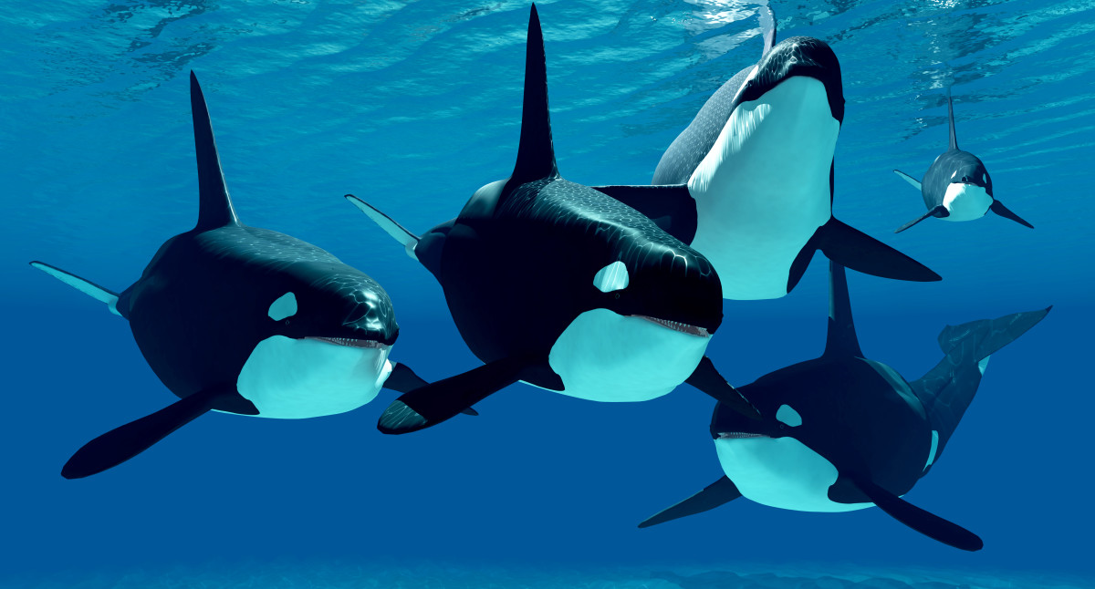 Orcas Filmed Exhibiting Rare Kissing Behavior for the First Time
