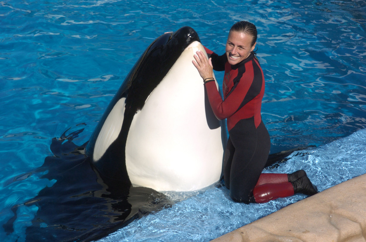 Dawn Brancheau Real Story of Trainer Killed by Orca Killer Whale