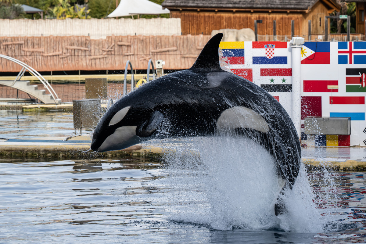 Was Trainer 'Jessica Radcliffe' Killed in an Orca Whale Attack? The Video  Is Fake