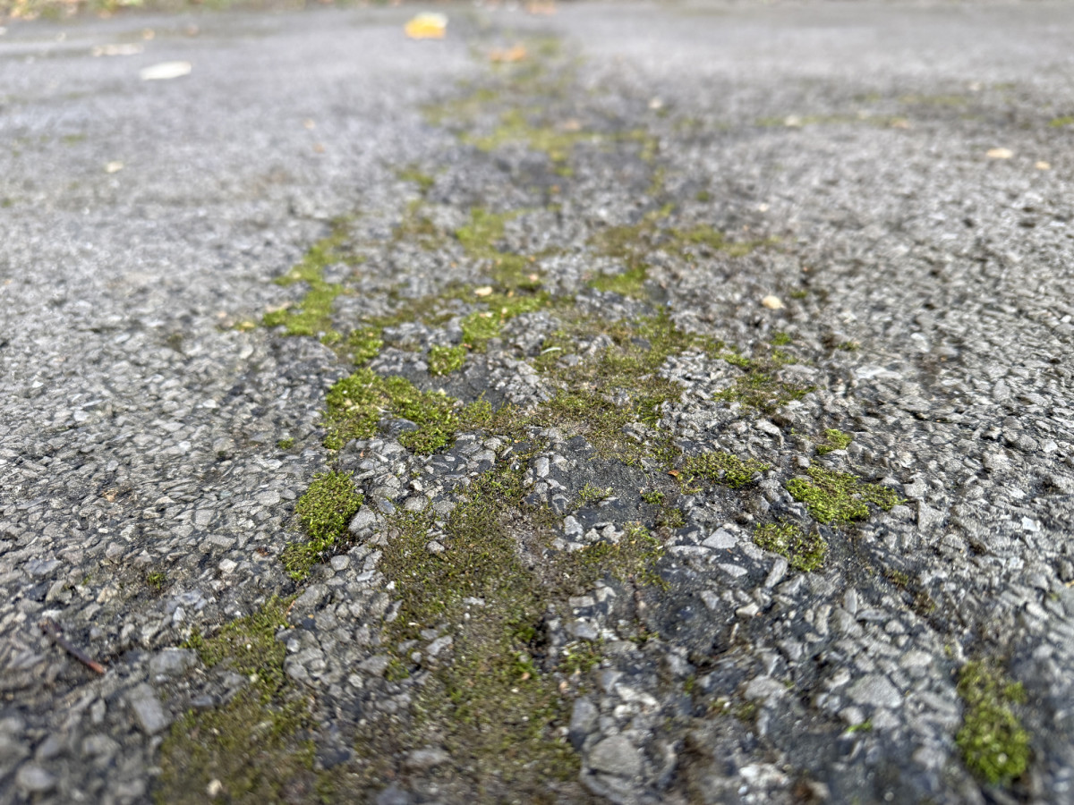 How to Remove Moss from Your Driveway Before Winter Sets In Men