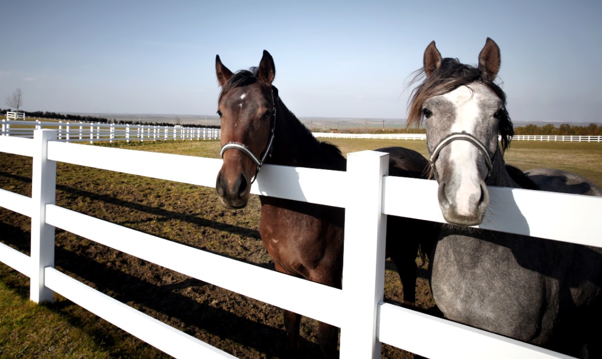Woman Arrested in Animal Neglect Case That Turned Up 27 Dead Horses