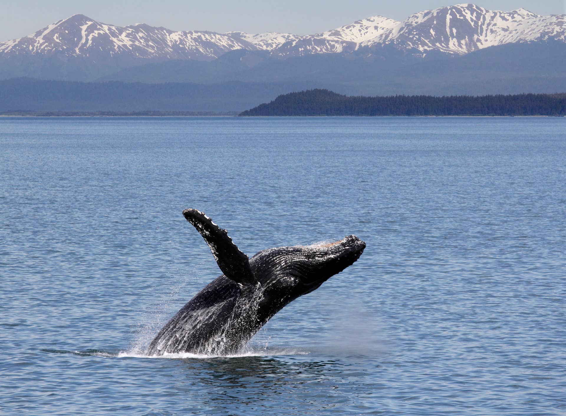 Whale Suffers Severe Injury From Boat Strike in Iconic National Park ...
