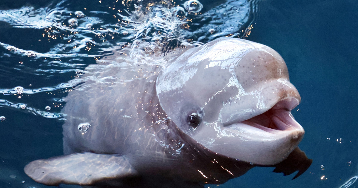 the-7-month-old-beluga-whale-