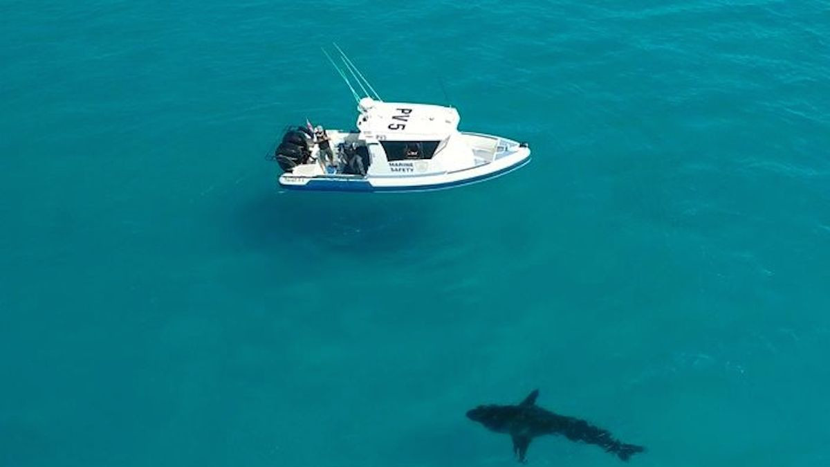 Huge great white shark captured in 'rare footage' off famous ...