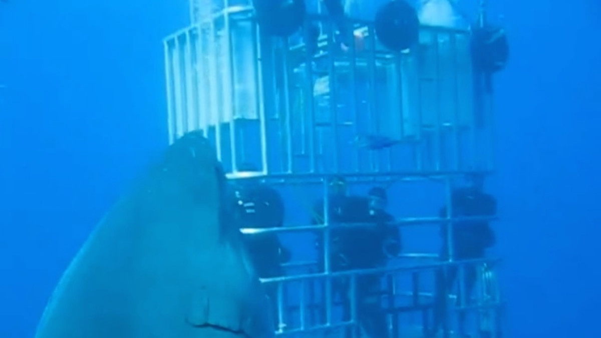 LÓLIO Aromatic - Tartufo Bianco/White Truffle - Frantoio Paparella - Foto 9