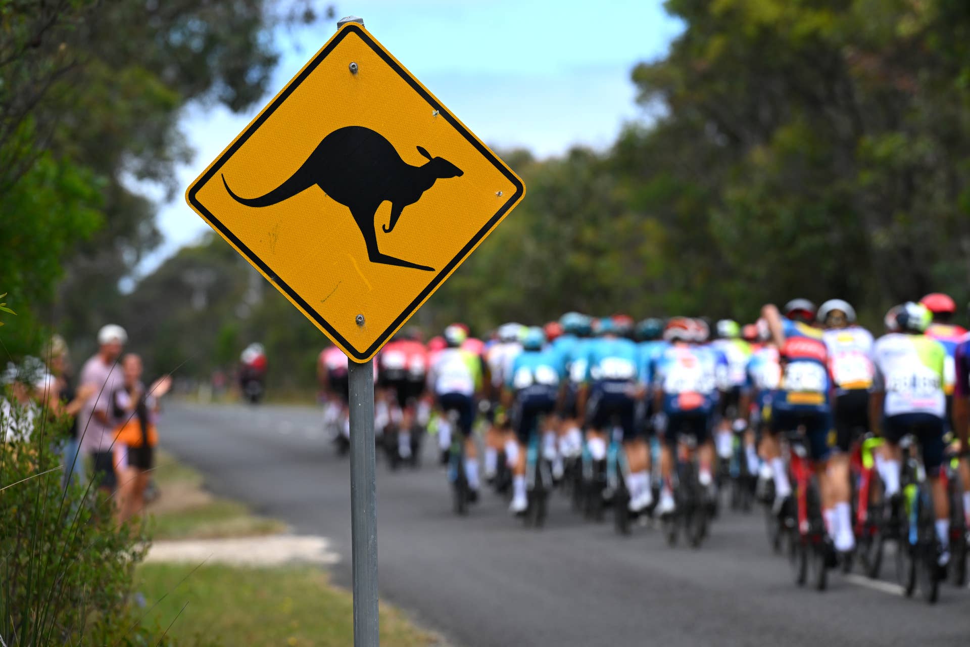 Kangaroos Disrupt Bike Race, Injuring Cyclists and Causing Mayhem - Men ...