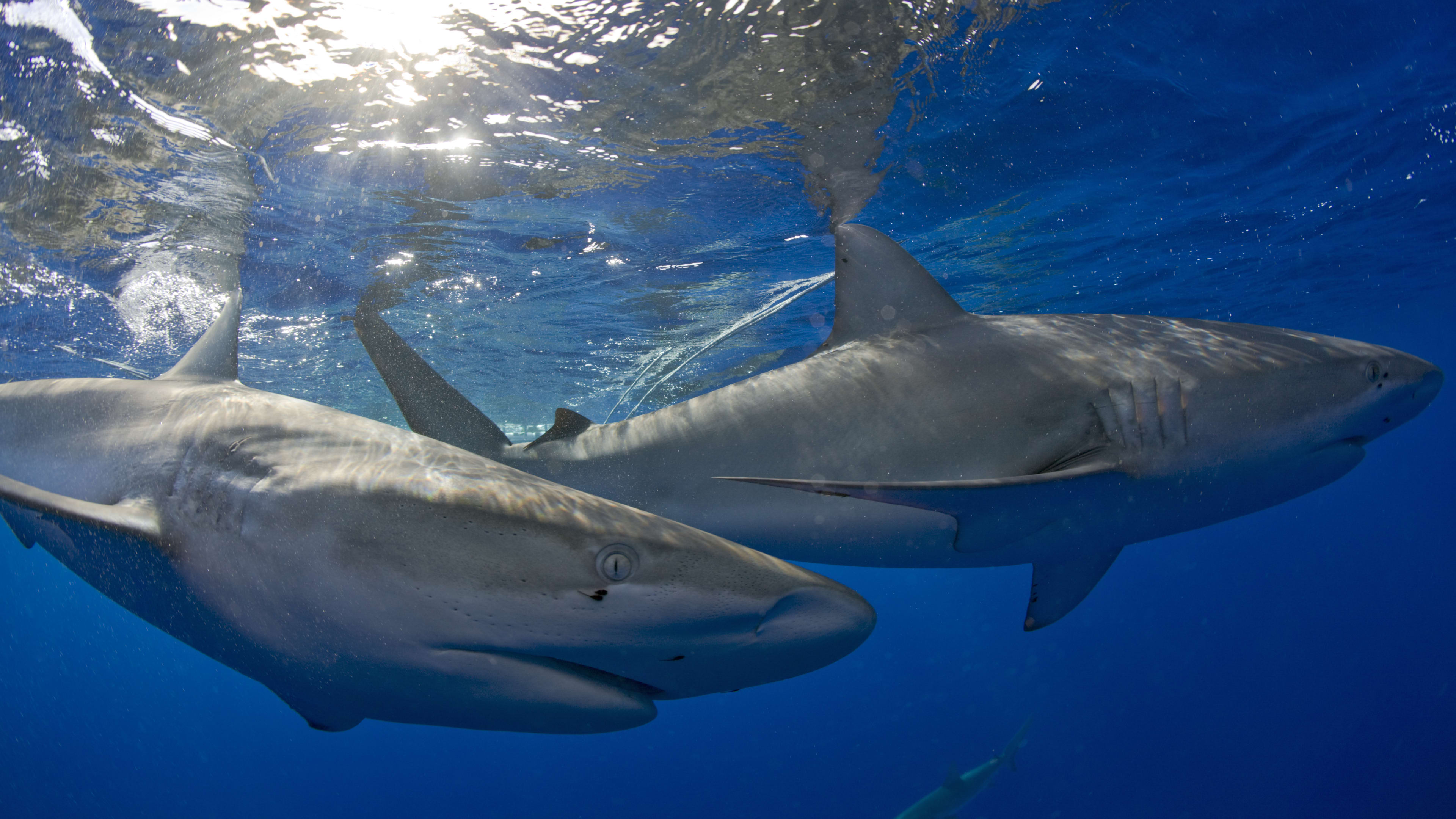 Mexican Marine Biologist Survives Severe Shark Attack to the Head Men