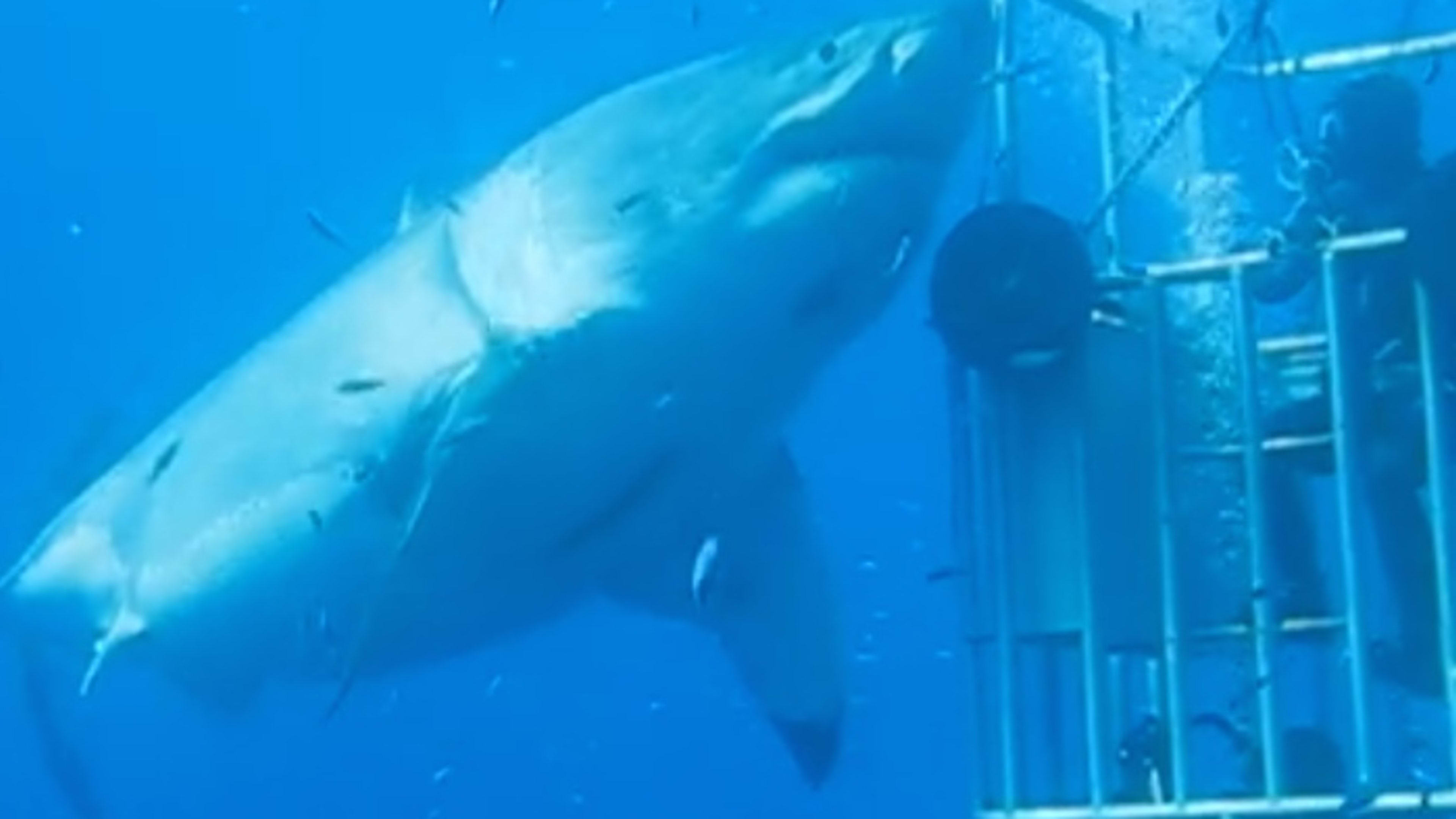 Largest great white shark ever videotaped underwater? - Men's Journal