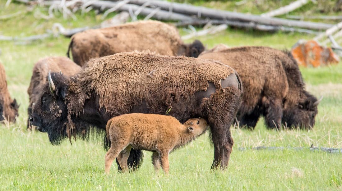 Yellowstone Visitor Who Picked Up Baby Bison Pleads Guilty - Men's Journal