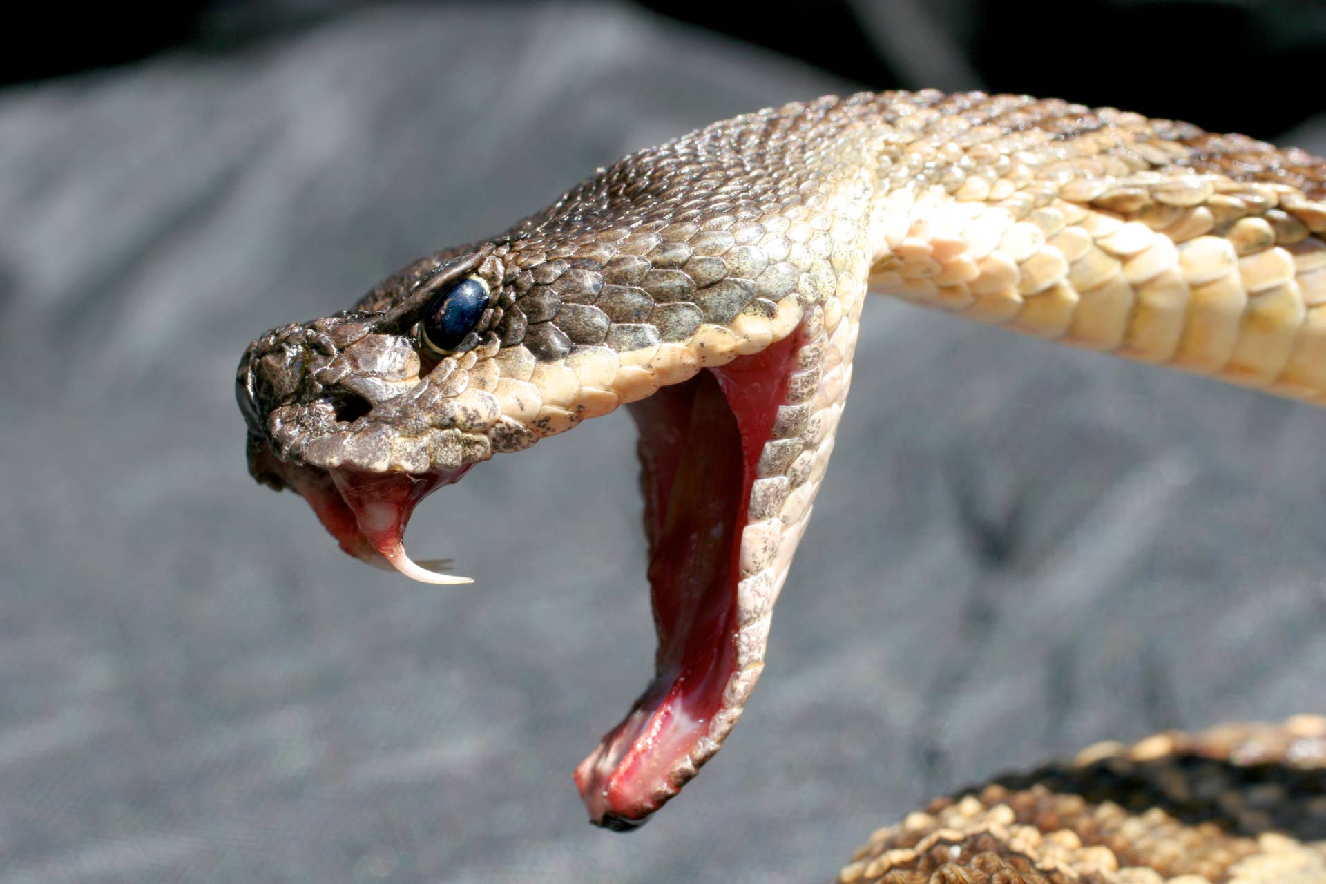 Man Claims Live Rattlesnake in His Mail Was a Murder Attempt - Men's ...