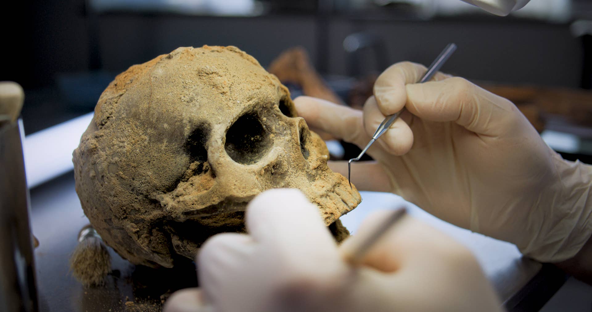 A close-up view of the human skull found by renovation workers.