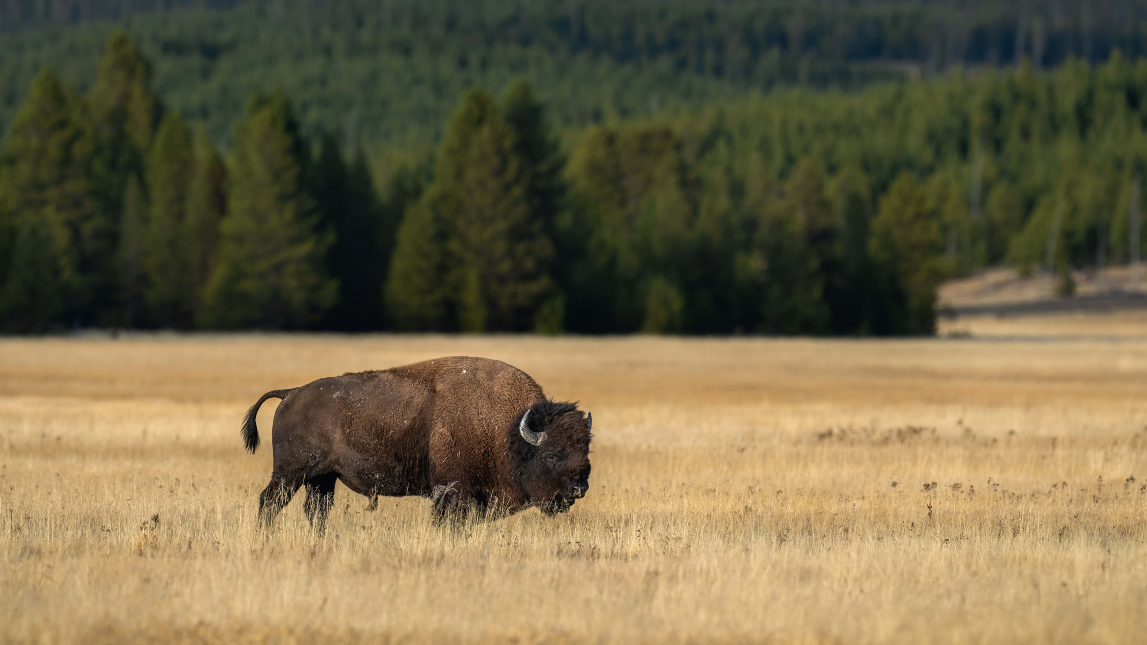 Latest Badly Behaved Yellowstone Tourist Caught Taunting Massive Bison